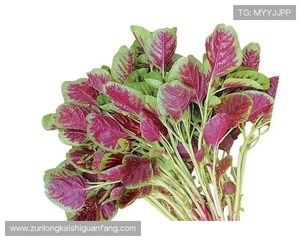 尊龙新版官网网页版入口安全登录指南，保障玩家账号信息安全